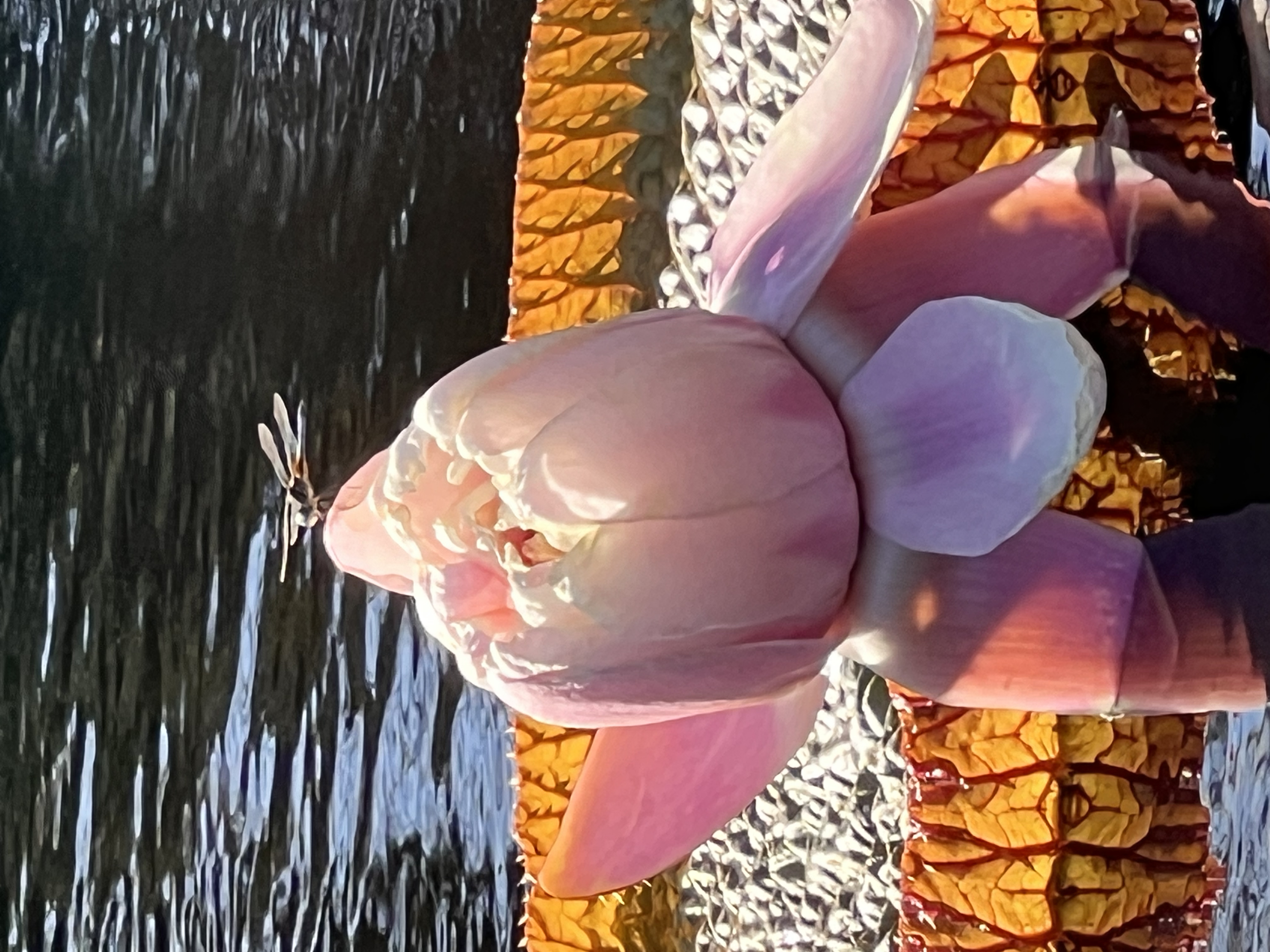 ./2024/10 - Myrtle Beach/IMG_4255.jpg